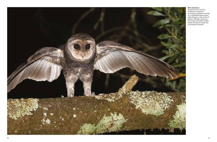 Produktbild: Owls