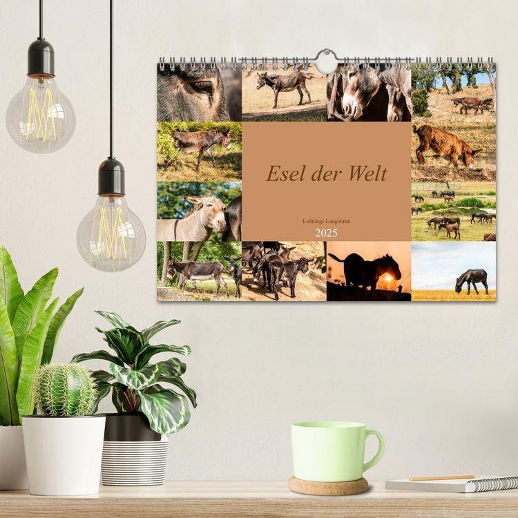 Produktbild: Esel der Welt - Lieblings Langohren (Wandkalender 2025 DIN A4 quer), CALVENDO Monatskalender