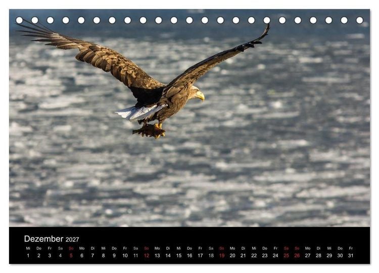 Produktbild: Seeadler - K&ouml;nige der L&uuml;fte (Tischkalender 2027 DIN A5 quer), CALVENDO Monatskalender