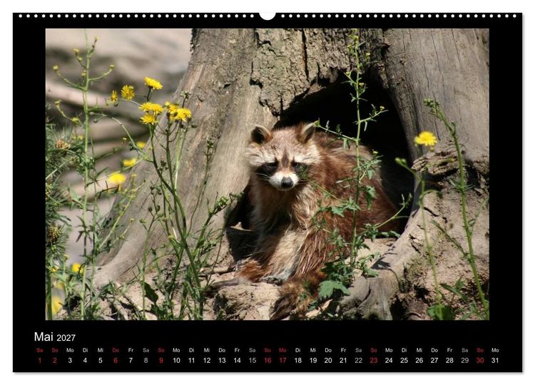 Produktbild: Waschb&auml;ren (hochwertiger Premium Wandkalender 2027 DIN A2 quer), Kunstdruck in Hochglanz