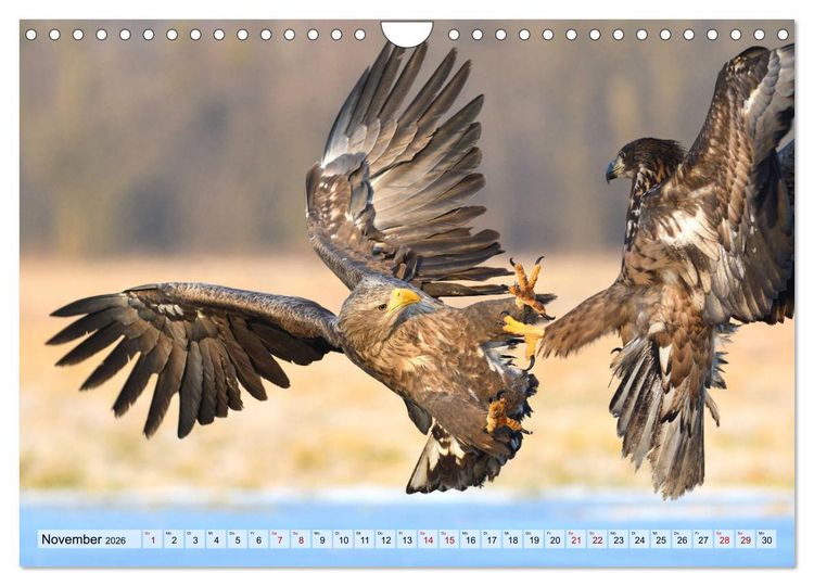 Produktbild: Majest&auml;tische Seeadler (Wandkalender 2026 DIN A4 quer), CALVENDO Monatskalender