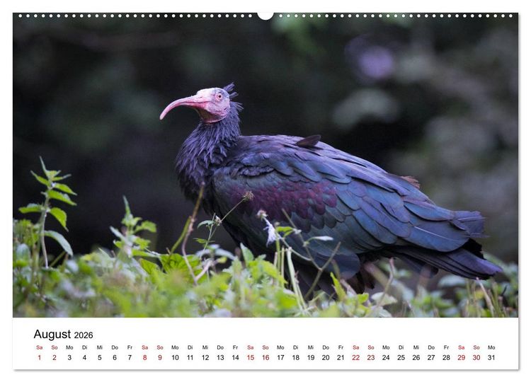 Produktbild: Der Waldrapp - Ein skurriler Vogel (Wandkalender 2026 DIN A2 quer), CALVENDO Monatskalender
