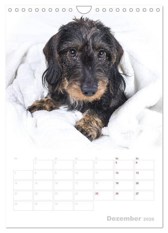 Produktbild: Der Dackel (M)ein treuer Weggef&auml;hrte (Wandkalender 2026 DIN A4 hoch), CALVENDO Monatskalender