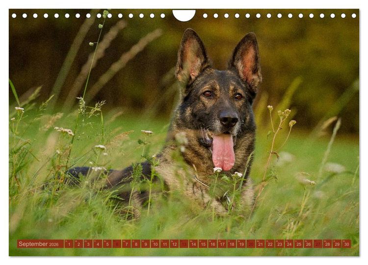 Produktbild: Faszination Hund (Wandkalender 2026 DIN A4 quer), CALVENDO Monatskalender