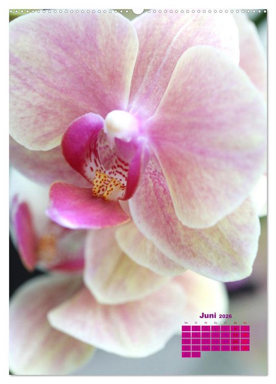 Produktbild: Traumhafte Orchideen (Wandkalender 2026 DIN A2 hoch), CALVENDO Monatskalender