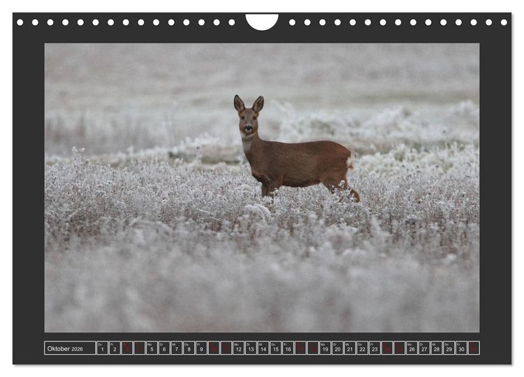 Produktbild: Winterzauber - Tiere in Eis und Schnee (Wandkalender 2026 DIN A4 quer), CALVENDO Monatskalender