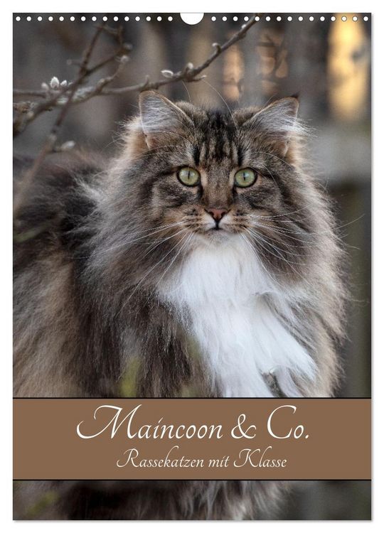 Produktbild: Maincoon & Co. - Rassekatzen mit Klasse (Wandkalender 2026 DIN A3 hoch), CALVENDO Monatskalender