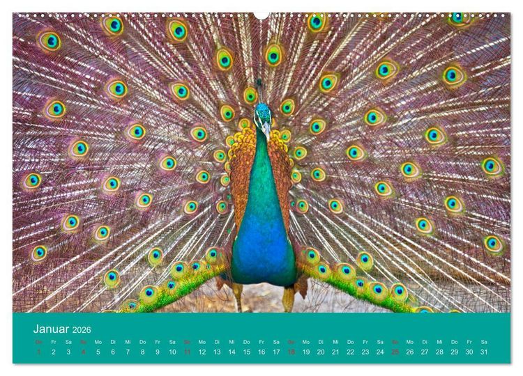 Produktbild: Wir sind die Stars am Bauernhof (Wandkalender 2026 DIN A2 quer), CALVENDO Monatskalender