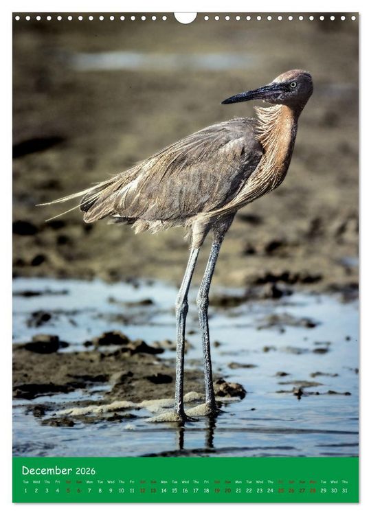 Produktbild: Our wild nature, American birds (Wall Calendar 2026 DIN A3 portrait), CALVENDO 12 Month Wall Calendar