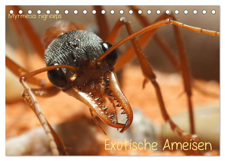 Produktbild: Exotische Ameisen (Tischkalender 2026 DIN A5 quer), CALVENDO Monatskalender