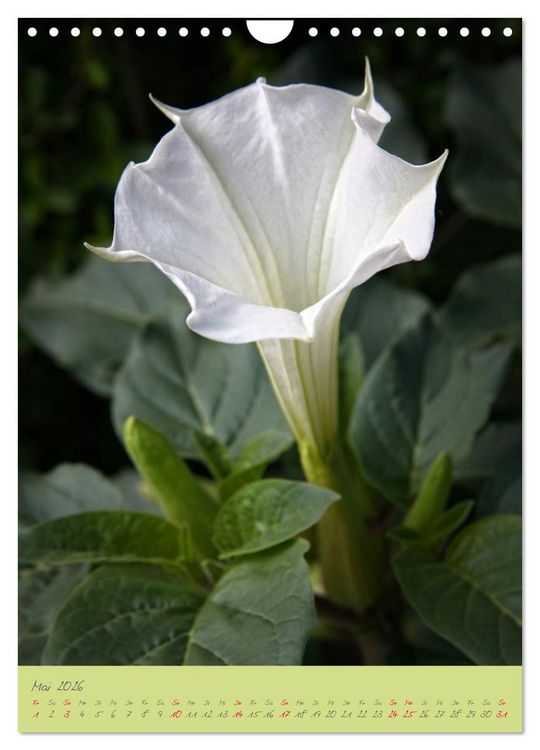 Produktbild: Brugmansia & Datura - Exotische Sch&ouml;nheiten (Wandkalender 2026 DIN A4 hoch), CALVENDO Monatskalender