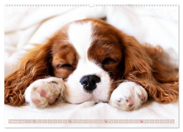 Produktbild: Der Welpenkalender - Cavalier King Charles Spaniel (hochwertiger Premium Wandkalender 2026 DIN A2 quer), Kunstdruck in Hochglanz