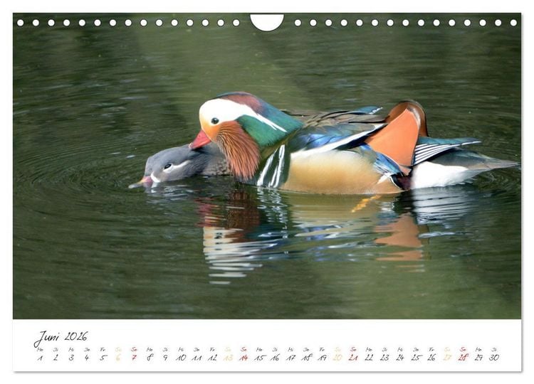 Produktbild: Mandarinenenten, die Liebe zur Natur (Wandkalender 2026 DIN A4 quer), CALVENDO Monatskalender