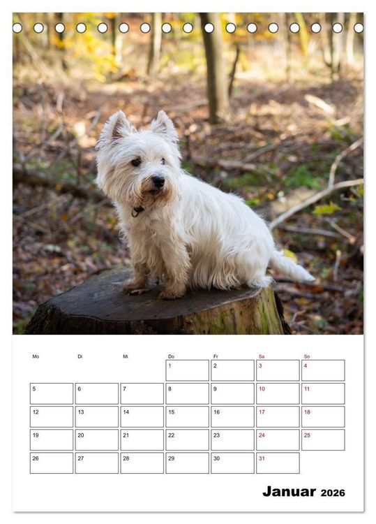 Produktbild: West Highland White Terrier - Herzensbrecher auf vier Pfoten (Tischkalender 2026 DIN A5 hoch), CALVENDO Monatskalender