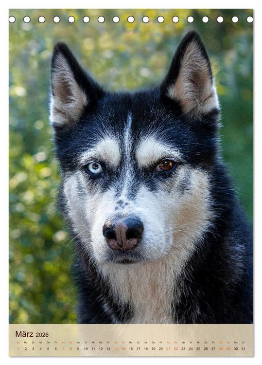 Produktbild: Im Husky-Rudel (Tischkalender 2026 DIN A5 hoch), CALVENDO Monatskalender
