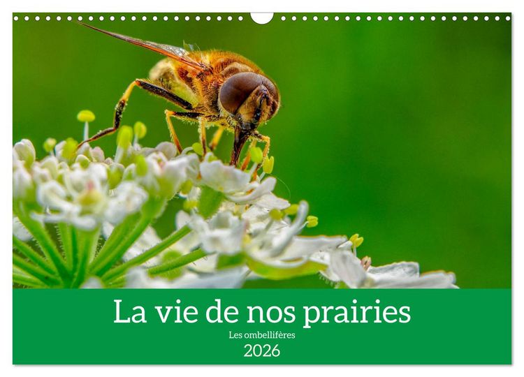 Produktbild: La vie de nos prairie, les ombellif&egrave;res (Calendrier mural 2026 DIN A3 vertical), CALVENDO calendrier mensuel