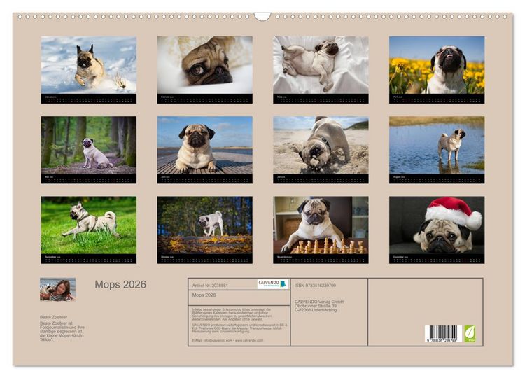 Produktbild: Mops 2026 (Wandkalender 2026 DIN A2 quer), CALVENDO Monatskalender