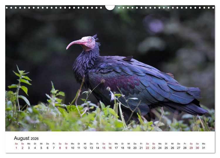 Produktbild: Der Waldrapp - Ein skurriler Vogel (Wandkalender 2026 DIN A3 quer), CALVENDO Monatskalender