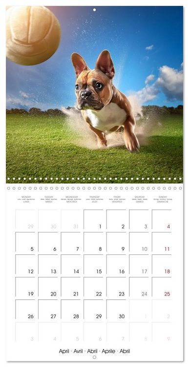 Produktbild: French Bulldogs in play frenzy (Wall Calendar 2027 12 &times; 12 Inch) CALVENDO 12 Month Wall Calendar