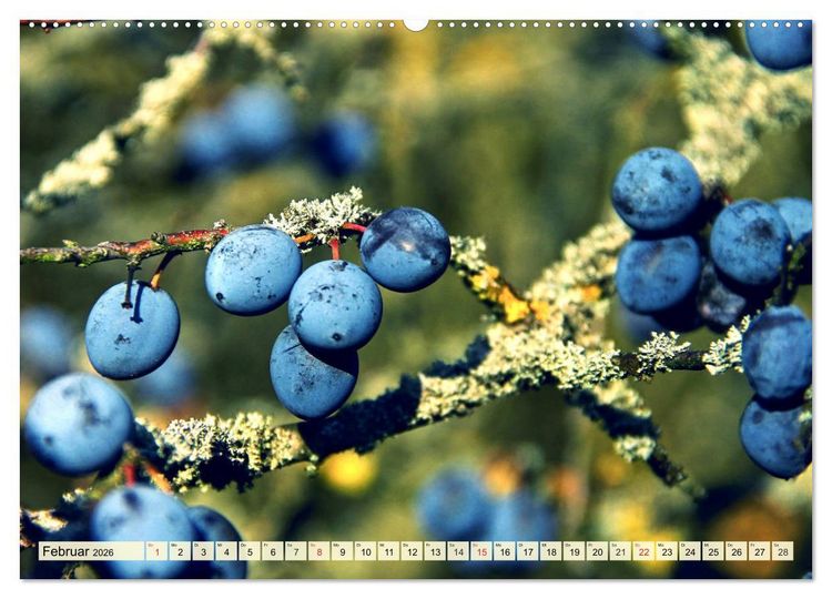 Produktbild: Essbare Wildfr&uuml;chte. Aromatische K&ouml;stlichkeiten aus der Natur (hochwertiger Premium Wandkalender 2026 DIN A2 quer), Kunstdruck in Hochglanz