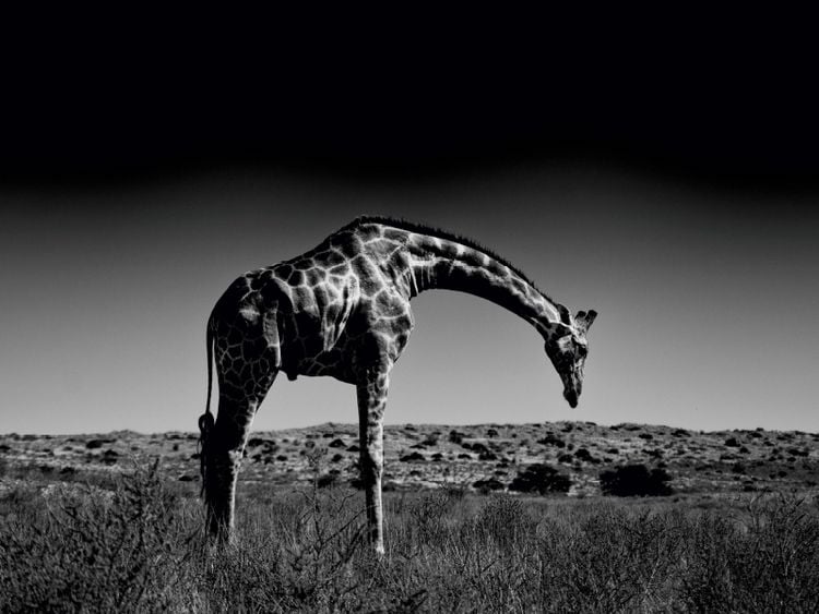 Produktbild: CALVENDO Puzzle Giraffe | 1000 Teile Lege-Gr&ouml;&szlig;e 64x48cm Foto-Puzzle f&uuml;r gl&uuml;ckliche Stunden