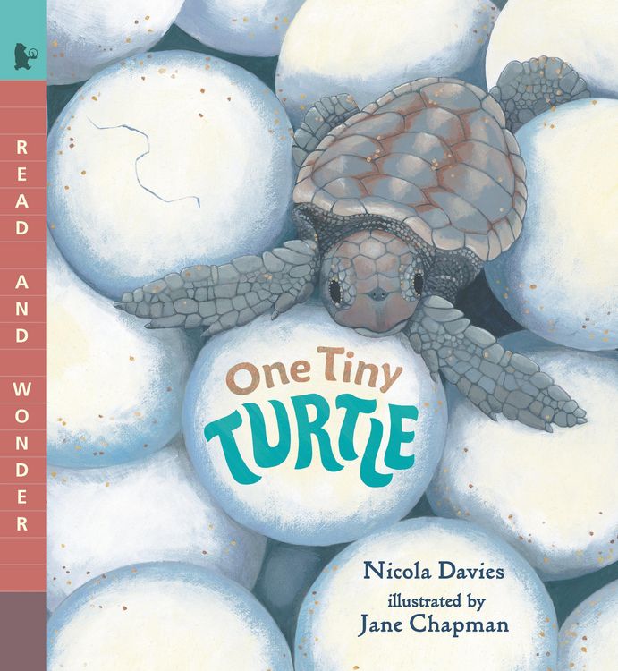 Produktbild: One Tiny Turtle