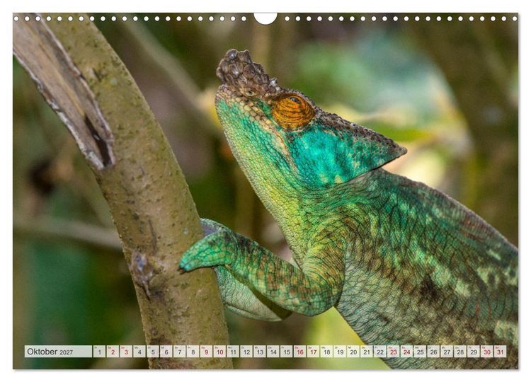 Produktbild: Drachen: Geheimnisvolles Tierreich (Wandkalender 2027 DIN A3 quer), CALVENDO Monatskalender