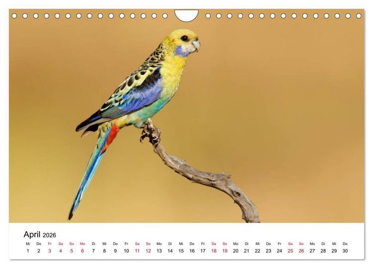 Produktbild: Australische Papageien (Wandkalender 2026 DIN A4 quer), CALVENDO Monatskalender