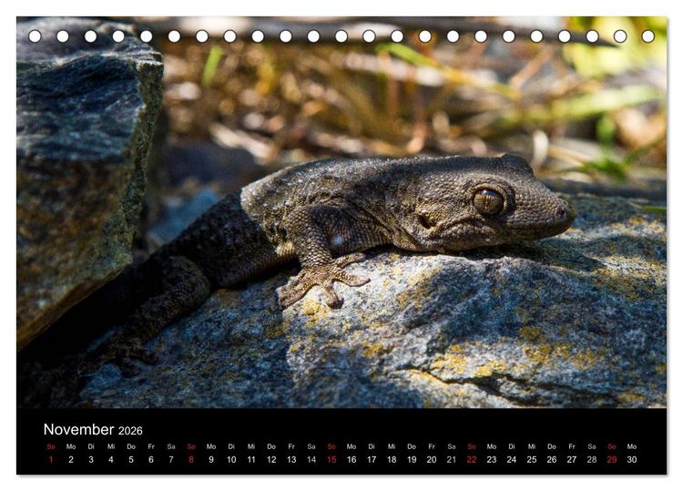 Produktbild: Reptilienkalender 2026 (Tischkalender 2026 DIN A5 quer), CALVENDO Monatskalender