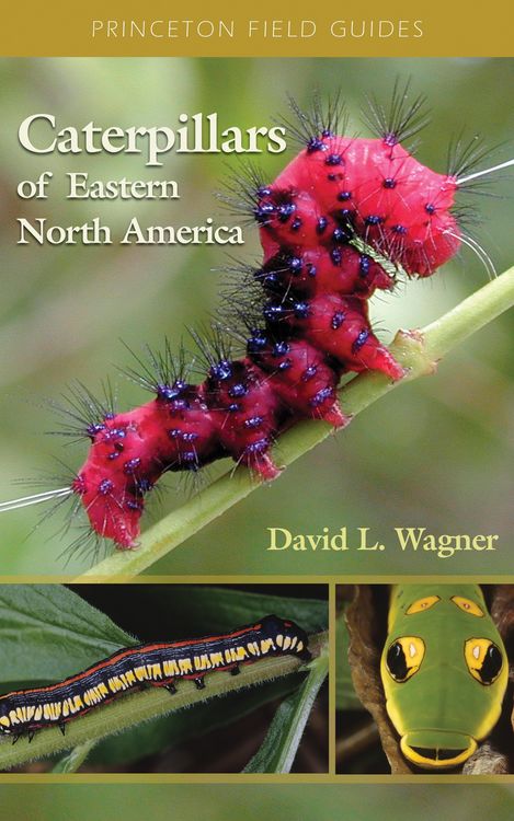 Produktbild: Caterpillars of Eastern North America