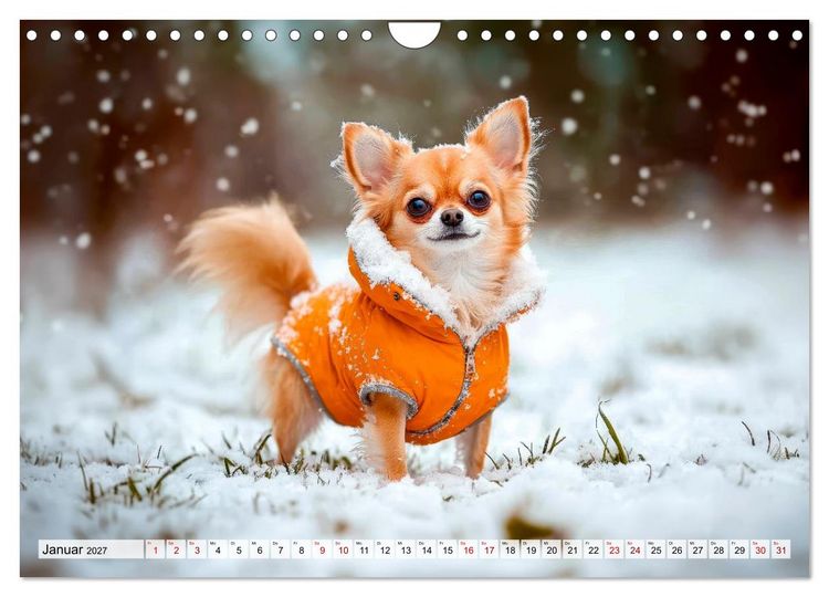 Produktbild: Niedliche Chihuahuas (Wandkalender 2027 DIN A4 quer), CALVENDO Monatskalender