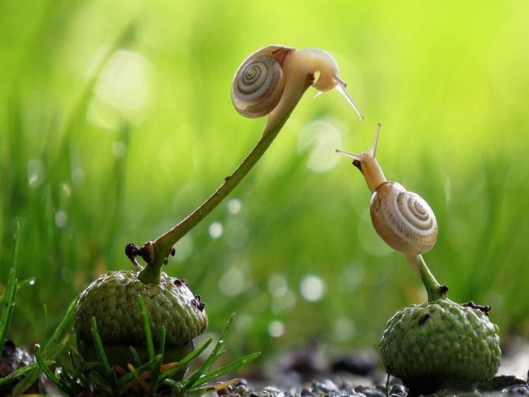 Produktbild: CALVENDO Puzzle Ein Motiv aus dem Kalender at Schneckentempo durch das Jahr | 1000 Teile Lege-Gr&ouml;&szlig;e 64x48cm Foto-Puzzle f&uuml;r gl&uuml;ckliche Stunden