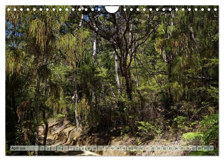 Produktbild: Prim&auml;rwald - Neuseeland (Wandkalender 2026 DIN A4 quer), CALVENDO Monatskalender