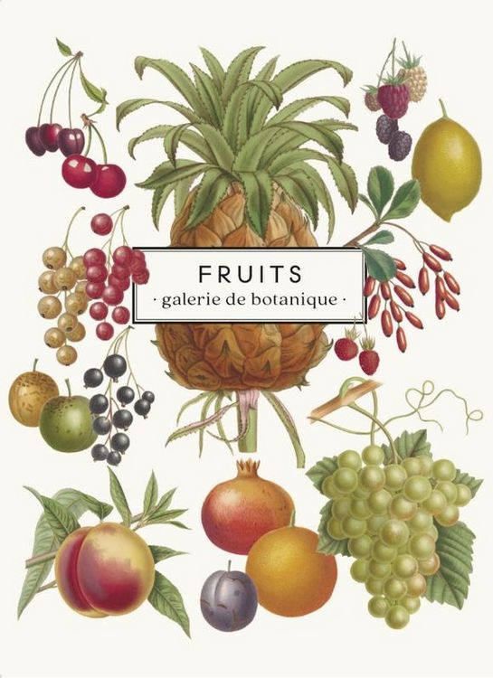 Produktbild: Fruits : galerie de botanique