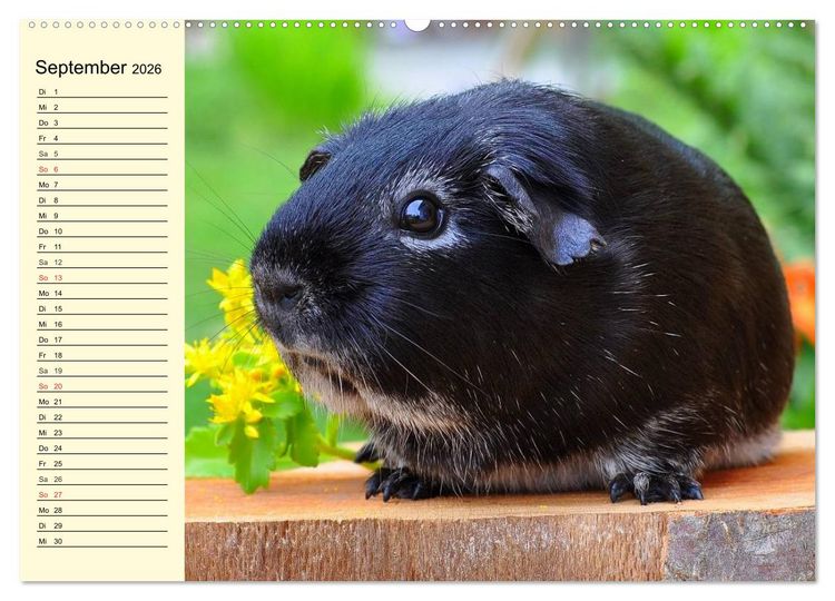 Produktbild: Meerschweinchen. Geliebte Nager (hochwertiger Premium Wandkalender 2026 DIN A2 quer), Kunstdruck in Hochglanz
