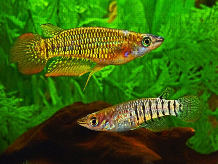 Produktbild: CALVENDO Puzzle Aplocheilus lineatus, INDIEN | 1000 Teile Lege-Gr&ouml;&szlig;e 64x48cm Foto-Puzzle f&uuml;r gl&uuml;ckliche Stunden