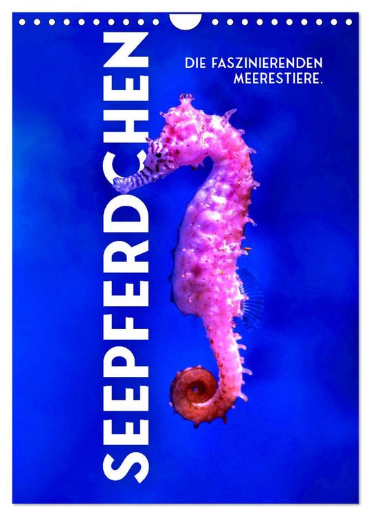 Produktbild: Seepferdchen - Die faszinierende Meerestiere. (Wandkalender 2026 DIN A4 hoch), CALVENDO Monatskalender