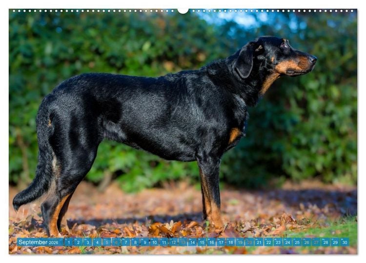 Produktbild: Der Beauceron (hochwertiger Premium Wandkalender 2026 DIN A2 quer), Kunstdruck in Hochglanz