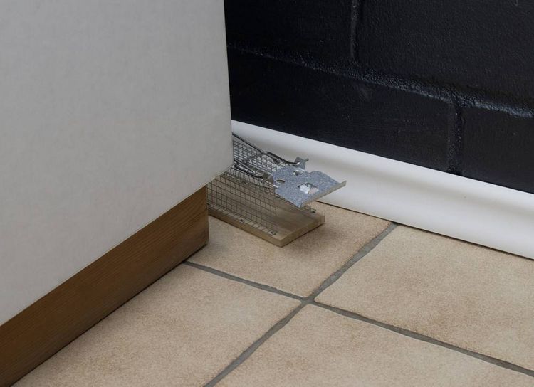Produktbild: Gardigo Live Mouse Trap Lebendfalle Funktionsart Lockstoff 1St.