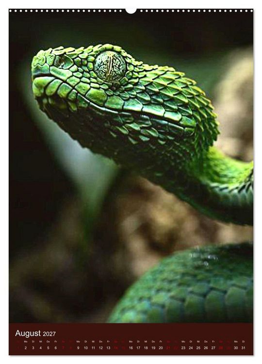 Produktbild: The Power Of Snake (Wandkalender 2027 DIN A2 hoch), CALVENDO Monatskalender