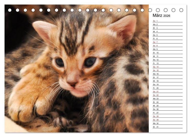 Produktbild: Bengal K&auml;tzchen - Der Geburtstagskalender (Tischkalender 2026 DIN A5 quer), CALVENDO Monatskalender