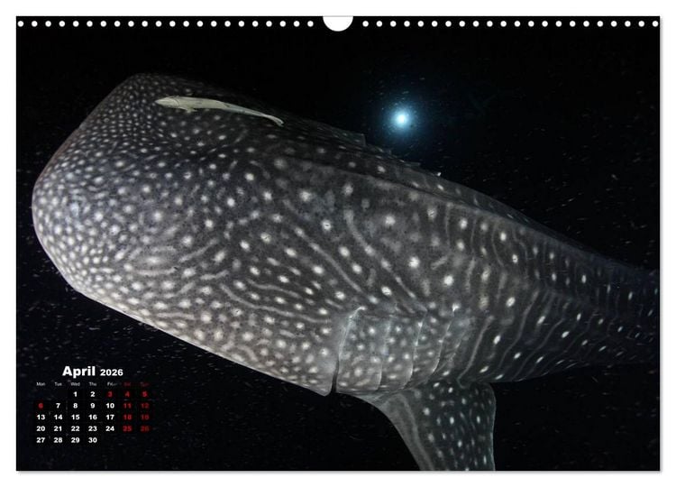 Produktbild: Magical Underwater World (Wall Calendar 2026 DIN A3 landscape), CALVENDO 12 Month Wall Calendar