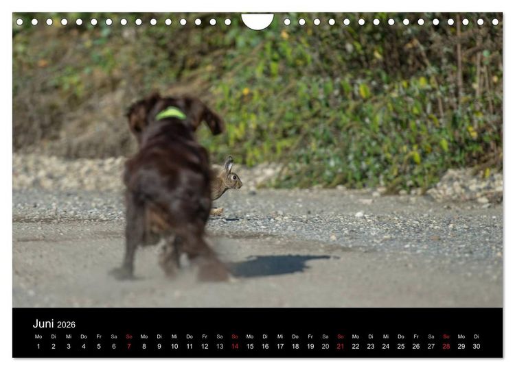 Produktbild: Jagdhunde bei der Arbeit (Wandkalender 2026 DIN A4 quer), CALVENDO Monatskalender