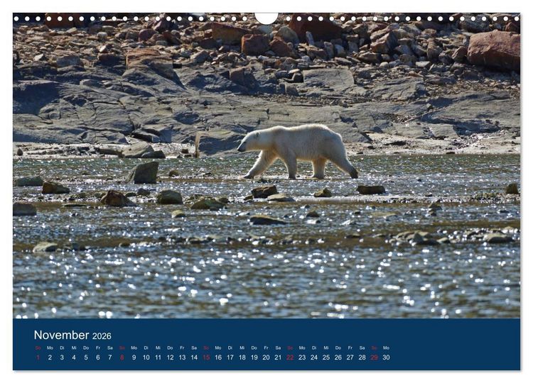 Produktbild: Das Leben der etwas "anderen" Eisb&auml;ren! (Wandkalender 2026 DIN A3 quer), CALVENDO Monatskalender