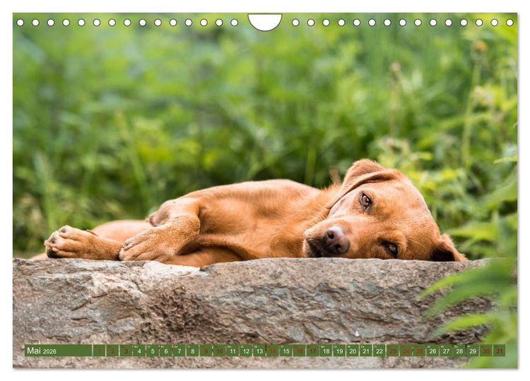 Produktbild: Labrador Trio - 3 Farben, 3 Freunde (Wandkalender 2026 DIN A4 quer), CALVENDO Monatskalender