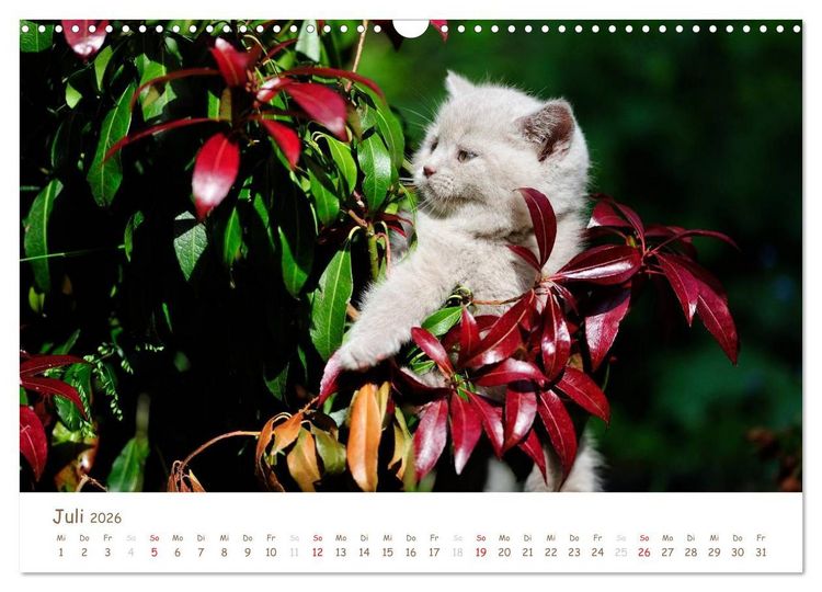 Produktbild: Die Britisch Kurzhaar (Wandkalender 2026 DIN A3 quer), CALVENDO Monatskalender