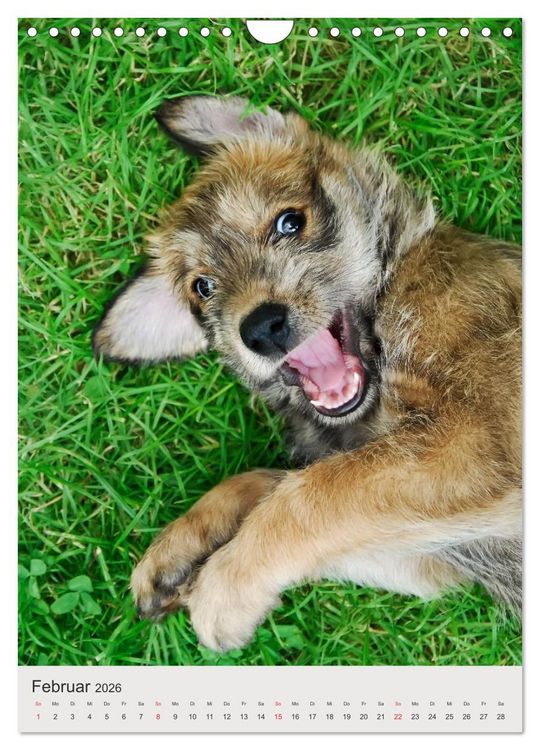 Produktbild: Hundewelpen (Wandkalender 2026 DIN A4 hoch), CALVENDO Monatskalender