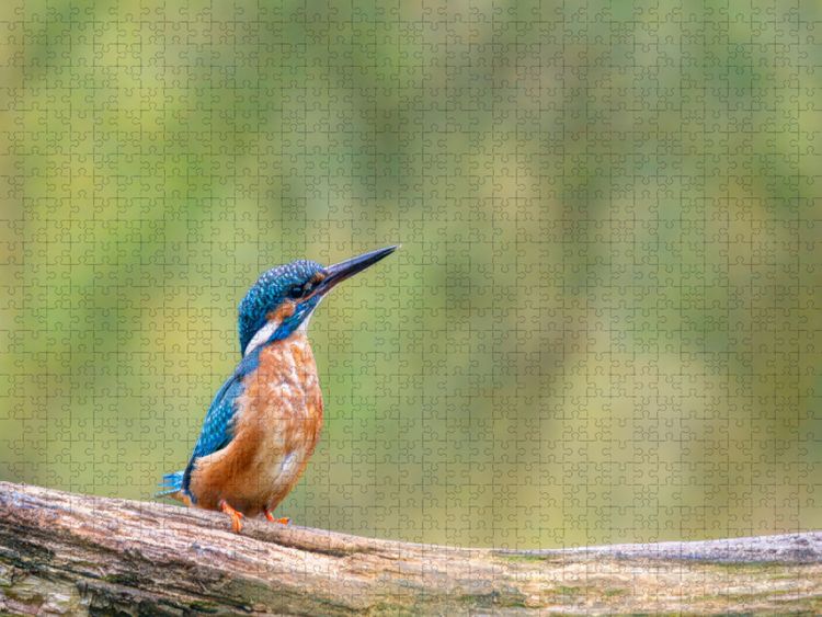 Produktbild: CALVENDO Puzzle Eisvogel auf seinem Ast | 1000 Teile Lege-Gr&ouml;&szlig;e 64x48cm Foto-Puzzle f&uuml;r gl&uuml;ckliche Stunden
