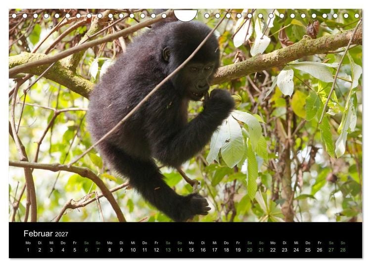 Produktbild: Ugandas friedliche Berggorillas (Wandkalender 2027 DIN A4 quer), CALVENDO Monatskalender