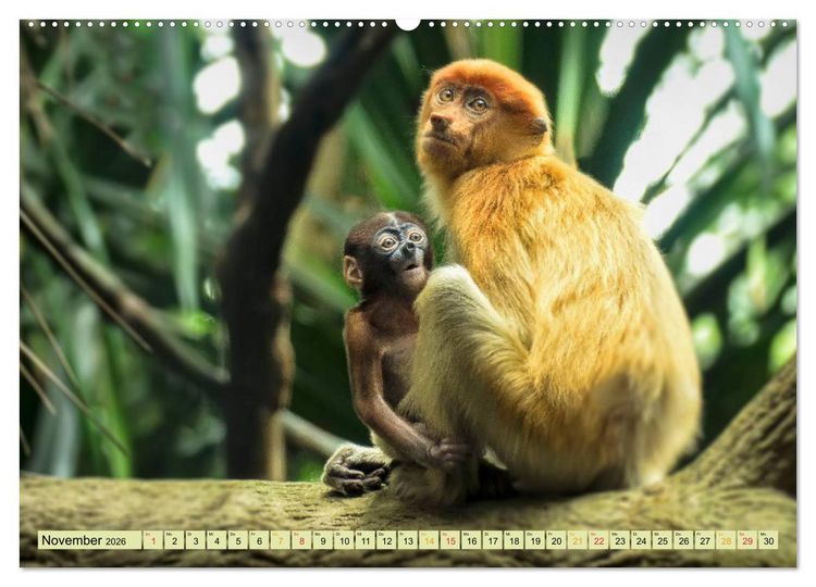 Produktbild: Affen - Affenkinder (hochwertiger Premium Wandkalender 2026 DIN A2 quer), Kunstdruck in Hochglanz